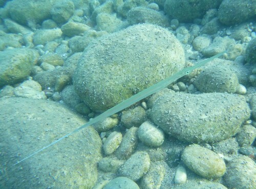 Fistularia commersonii