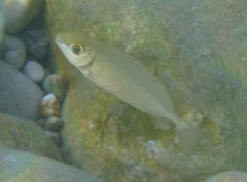 Siganus rivulatus