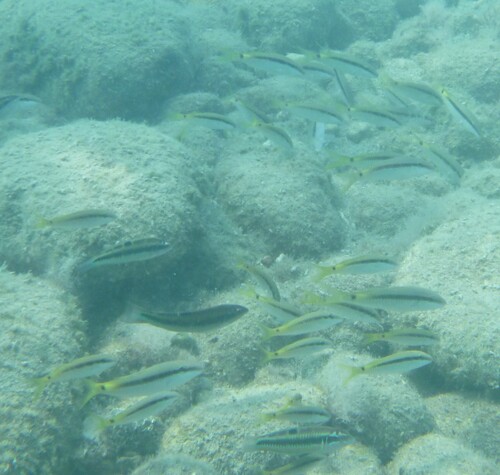 Parupeneus forsskali