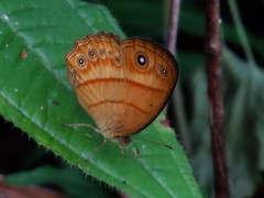 Mycalesis anapita