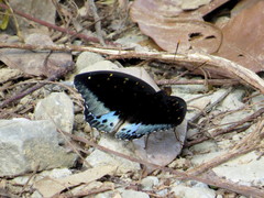 Lexias pardalis dirteana