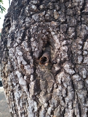 Scaptotrigona postica