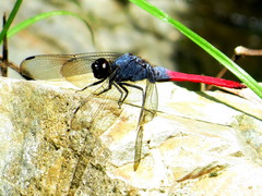 Orthetrum schneideri