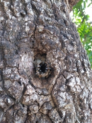 Scaptotrigona postica