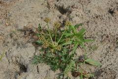 Cnidium cnidiifolium