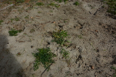 Cnidium cnidiifolium