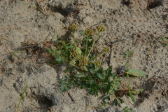 Cnidium cnidiifolium