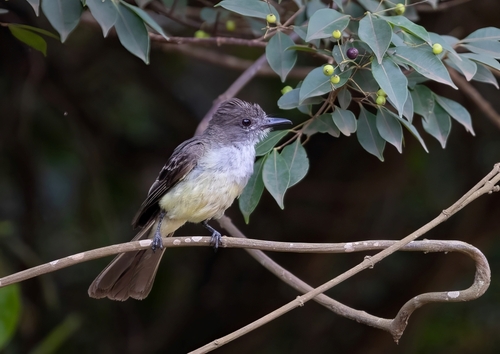 Short-crested Flycatcher