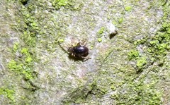 Ptinus pilosus