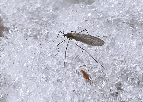 Unknown species found near Restricted Access: Camp Edwards, Bourne, MA