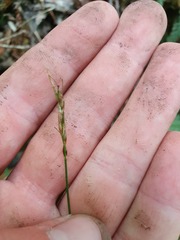 Carex minor