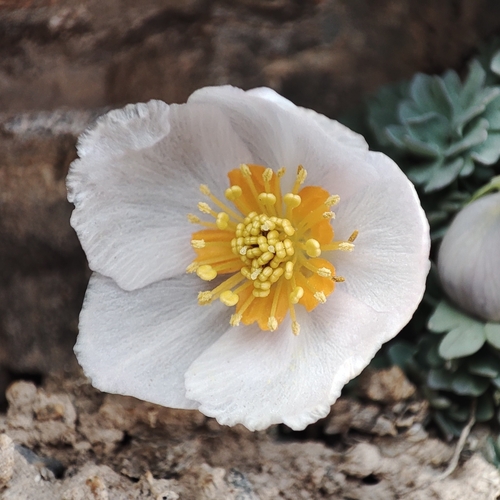 Paraquilegia caespitosa