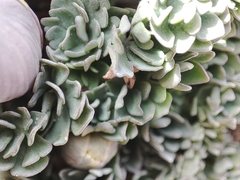 Paraquilegia caespitosa, photograph Federico Biguzzi, CC0, iNaturalist via GBIF