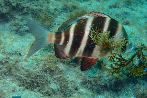 Diplodus cervinus