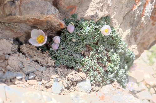 Paraquilegia caespitosa, photograph 2