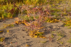 Cnidium cnidiifolium