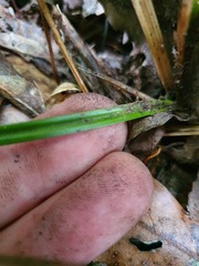Carex minor