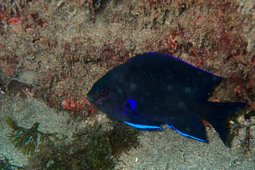Similiparma lurida