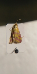 Pyrausta sanguinalis