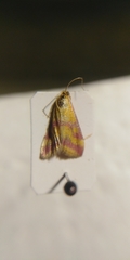 Pyrausta sanguinalis
