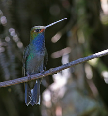Urochroa bougueri