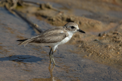 iNaturalist: (c) Uriel Levy, some rights reserved (CC BY-NC), uploaded by Uriel Levy iNaturalist image