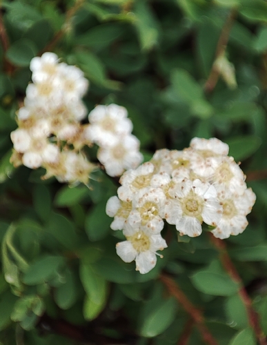 Spiraea lasiocarpa