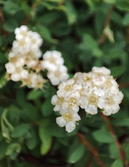 Spiraea lasiocarpa