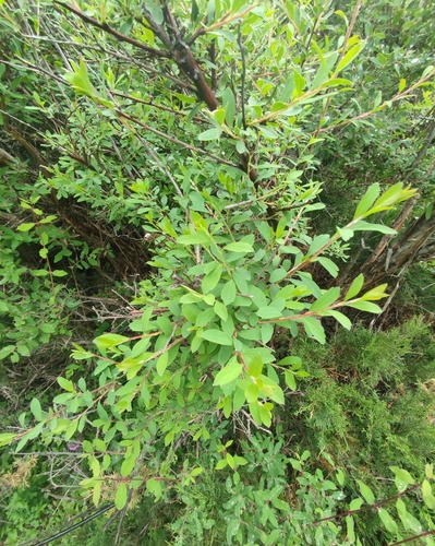 Spiraea lasiocarpa, photograph 2