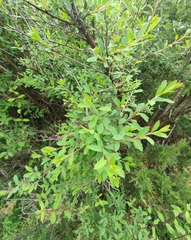 Spiraea lasiocarpa, photograph author not stated, no rights reserved