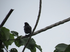 Cephalopterus ornatus