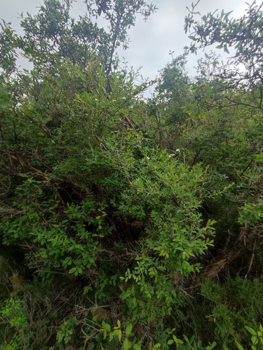 Spiraea lasiocarpa, photograph 3