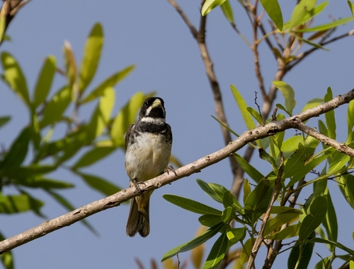 Double-collared Seedeater