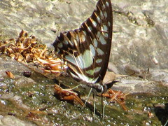 Graphium evemon