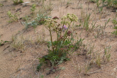 Cnidium cnidiifolium