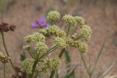 Cnidium cnidiifolium