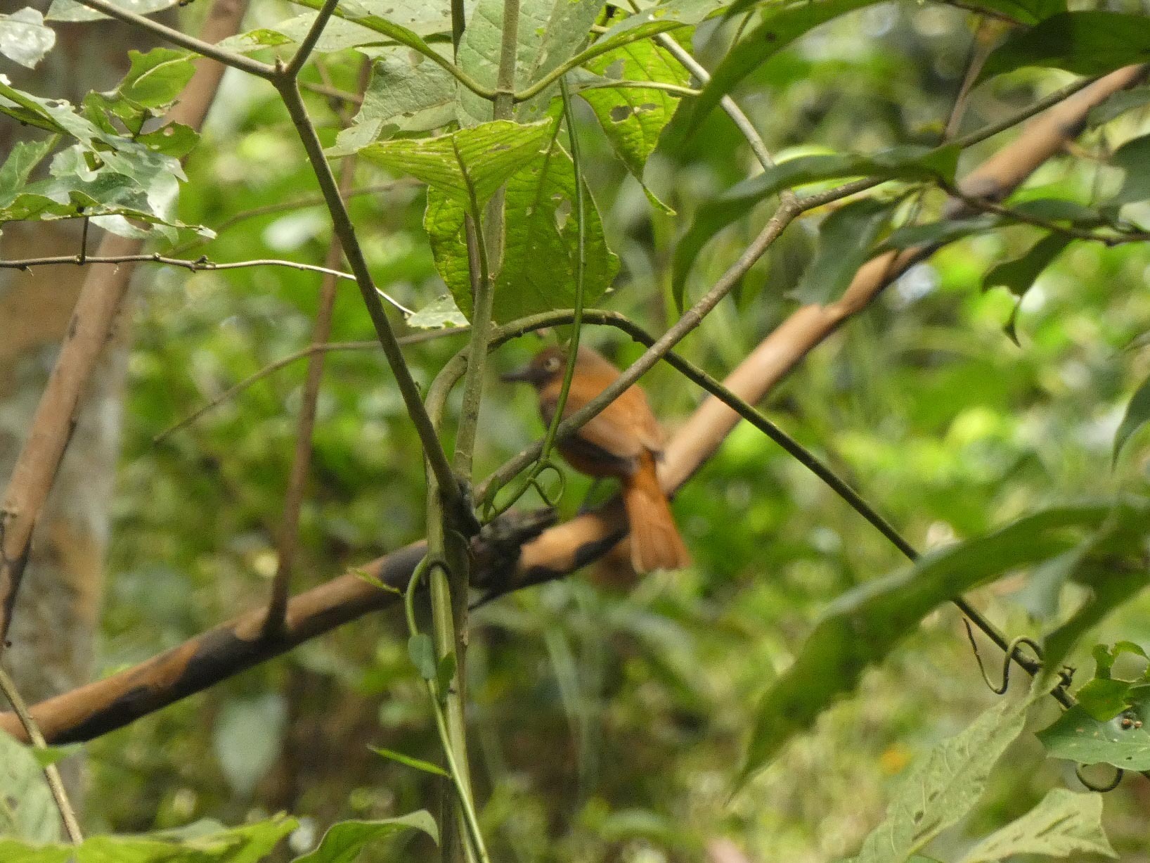 White-eyed Attila (Attila bolivianus), photo 6