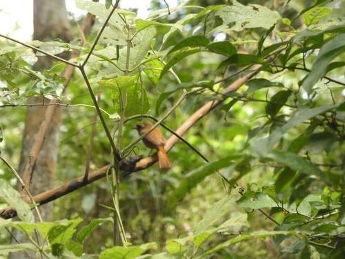White-eyed Attila (Attila bolivianus), photo 10