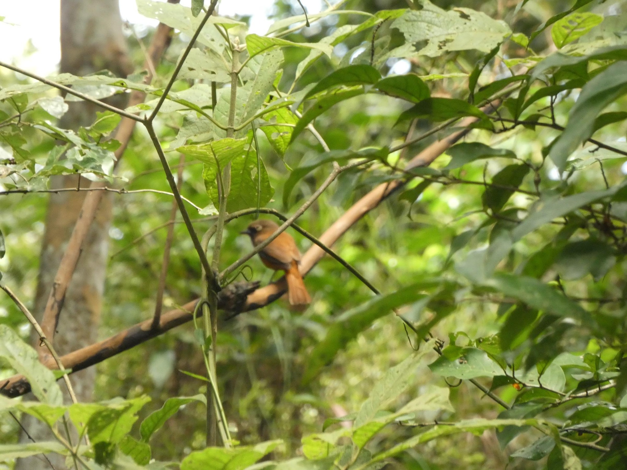 White-eyed Attila (Attila bolivianus), photo 7