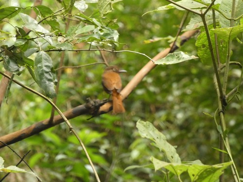 White-eyed Attila (Attila bolivianus), photo 8
