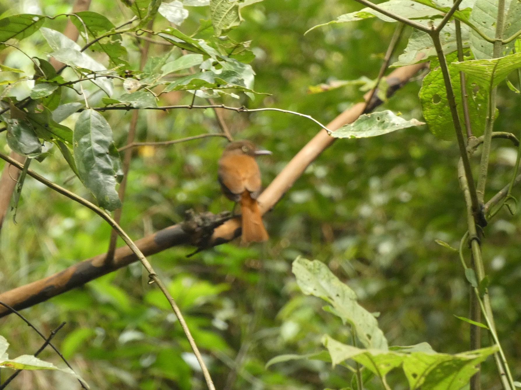 White-eyed Attila (Attila bolivianus), photo 5
