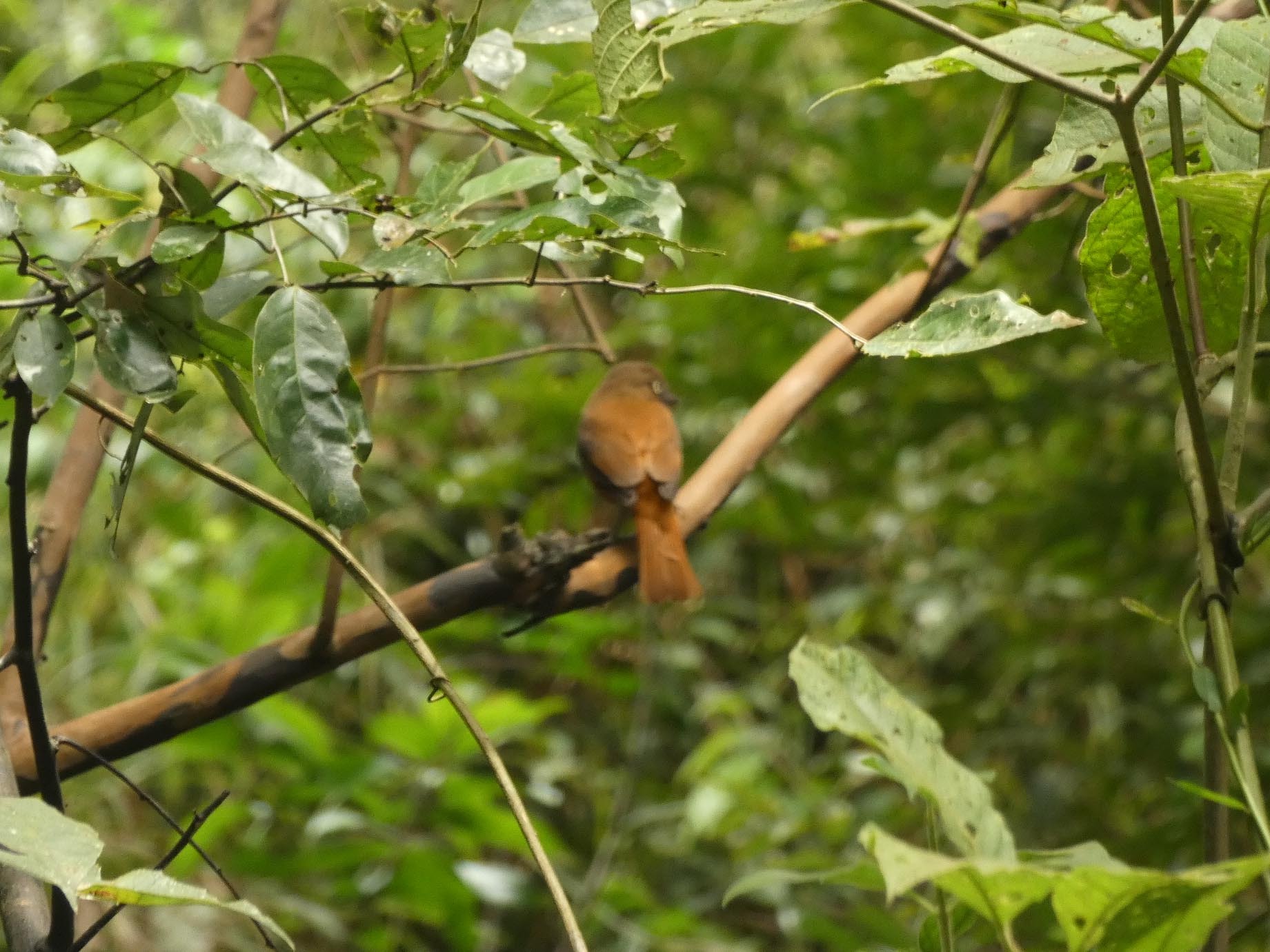 White-eyed Attila (Attila bolivianus), photo 4
