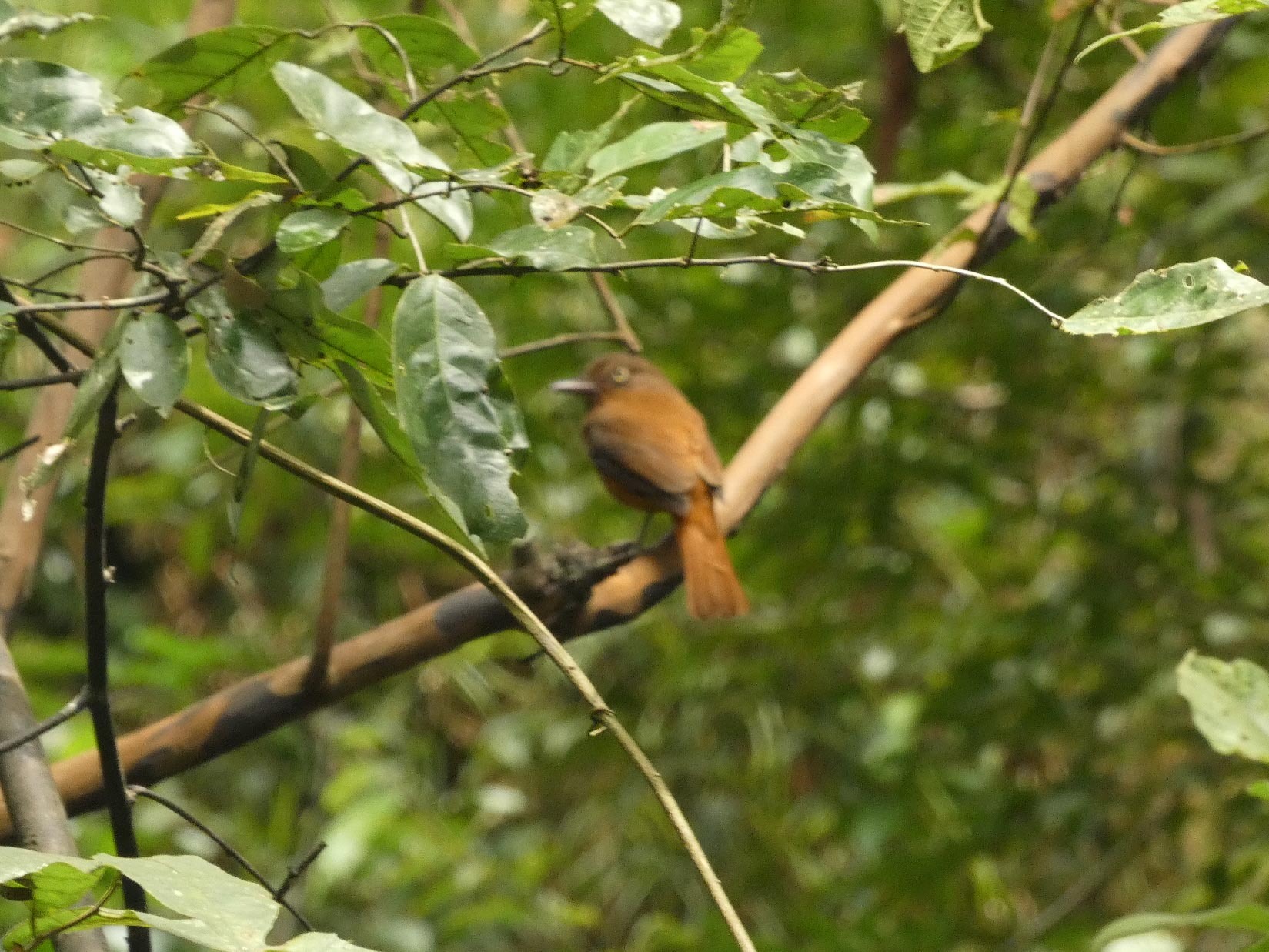 White-eyed Attila (Attila bolivianus), photo 3