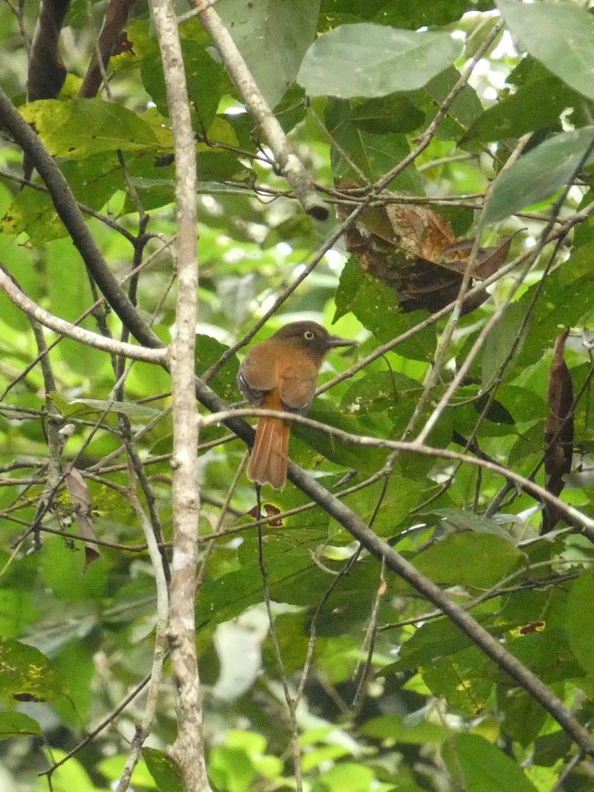 White-eyed Attila (Attila bolivianus), photo 2