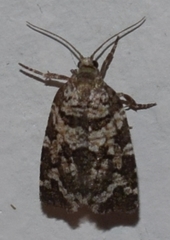 Archips packardiana