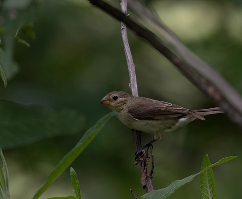 Lined Seedeater