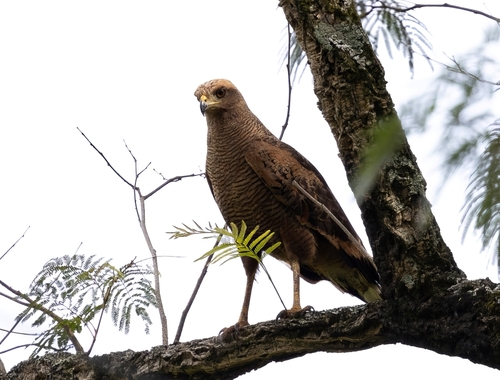 Savanna Hawk