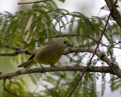Palm Tanager
