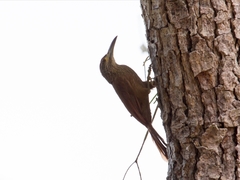 Xiphocolaptes promeropirhynchus