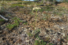 Cnidium cnidiifolium